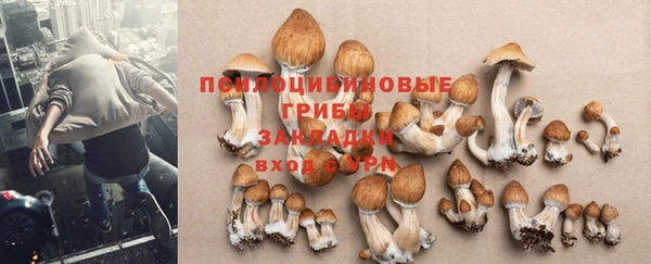 PSILOCYBIN Балабаново